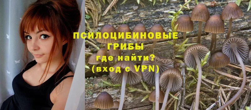 наркота  Воскресенск  Галлюциногенные грибы Psilocybe 